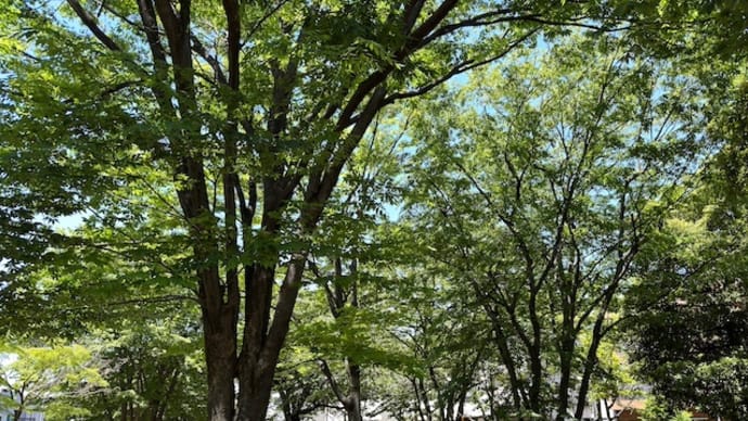 2024年5月、緑が深まる溝口緑地