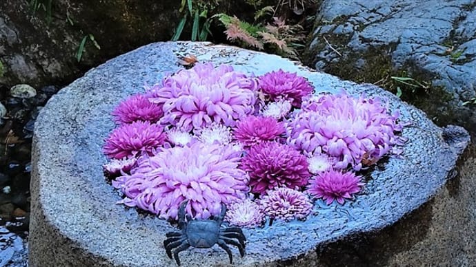 「一条恵観山荘 花手水」/鎌倉