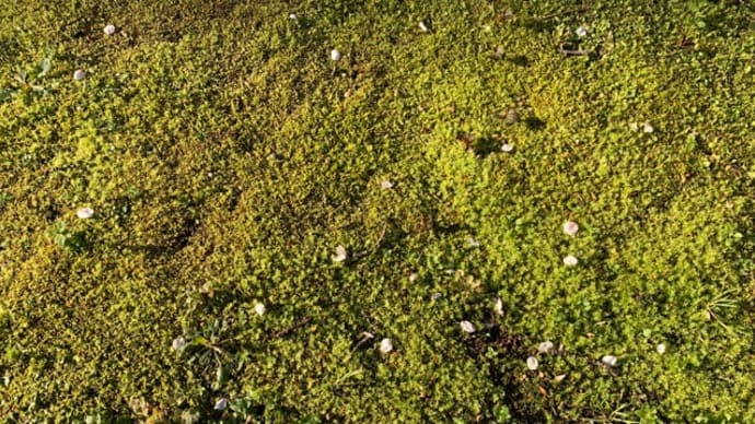 オサンポ walk - 植物plant: さくらの花びら Sakura petals
