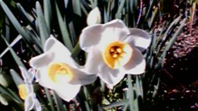 ナルシストの花