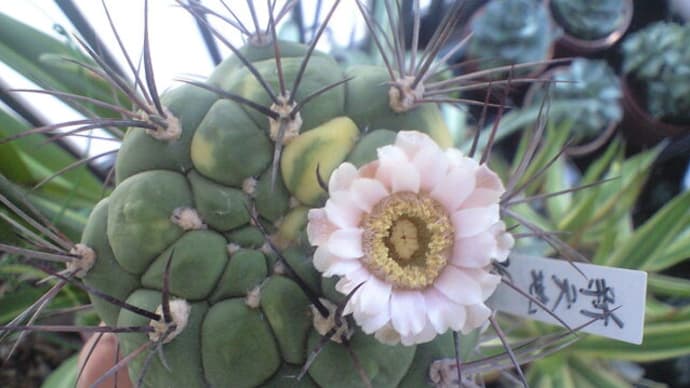 ギムノカリキウムの花でも