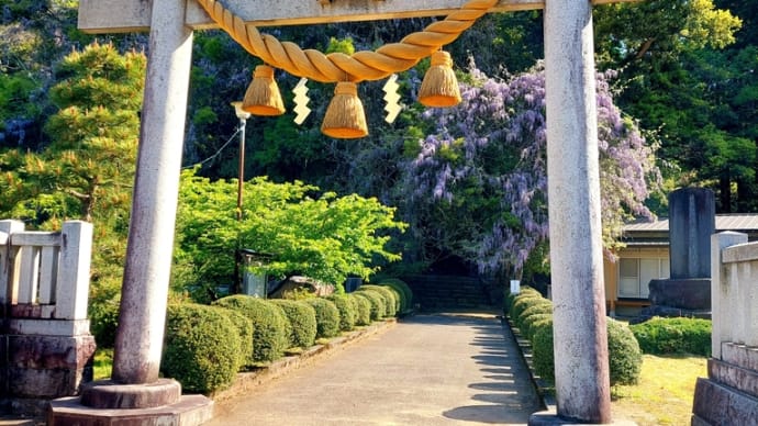 「雨晴詣で♡男岩」2回目とツツジと藤の花