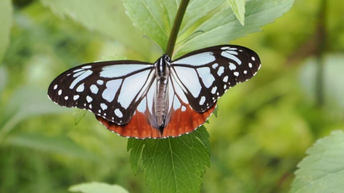 5月末に六甲高山植物園へ(PartⅠ)