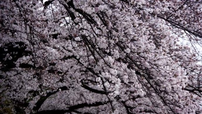 2024年 4月 5日(金)の京都市(3)