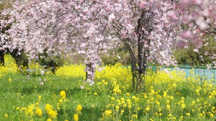 しだれ桜＆菜の花