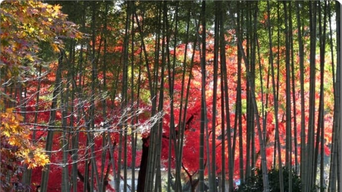 須賀川牡丹園
