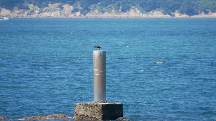 9月19日の鳥撮り・・・