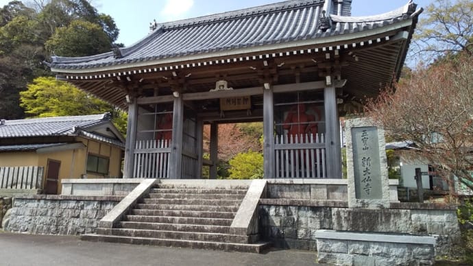 「新大仏寺の御衣黄桜(ギョイコウザクラ)」、すでに色づく…