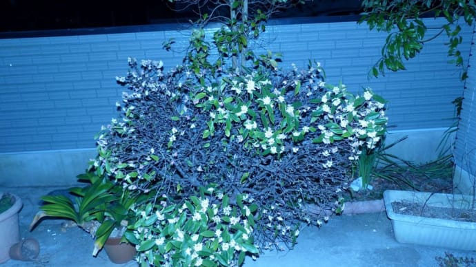 千両の花も咲いています。