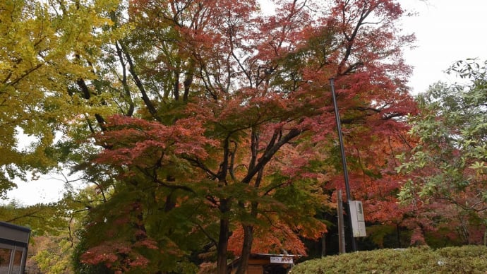 もみじ狩り 静岡県伊豆市修善寺 東海バス全線フリーきっぷ3日券3日目(2)もみじ林:真っ赤な絨毯