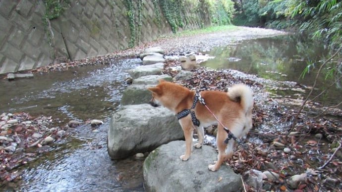 柴犬『ひのき』飛び石がいっぱい！前田川でお散歩
