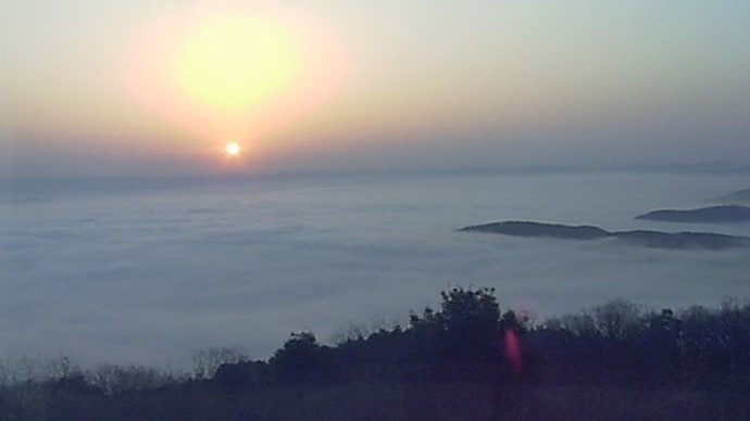チューリップと霧の海