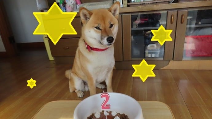 柴犬「ひのき」2才になりました