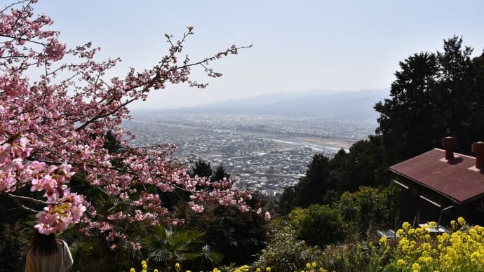 さくら狩り 神奈川県松田町あぐりパーク嵯峨山苑 松田山菜花まつり(2)みかんと菜の花と河津桜