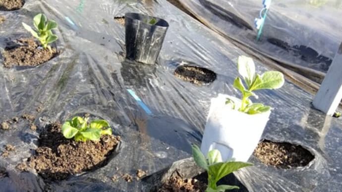 えんどう、そら豆を定植しました