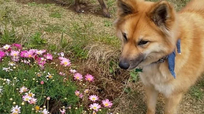 愛犬と おうち時間を 楽しもう!!
