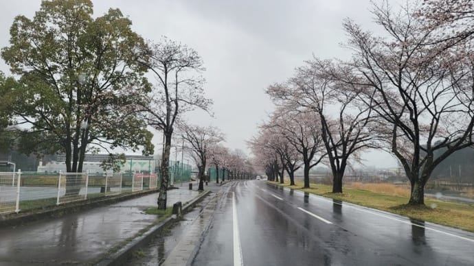 さくら並木受難・・・