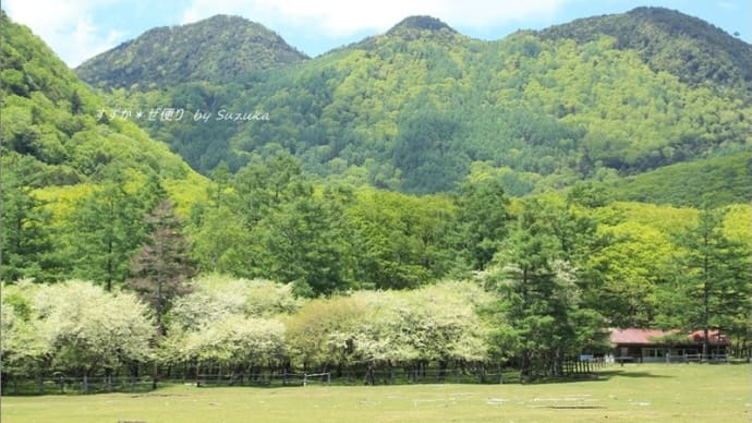 ズミ咲く初夏の光徳牧場