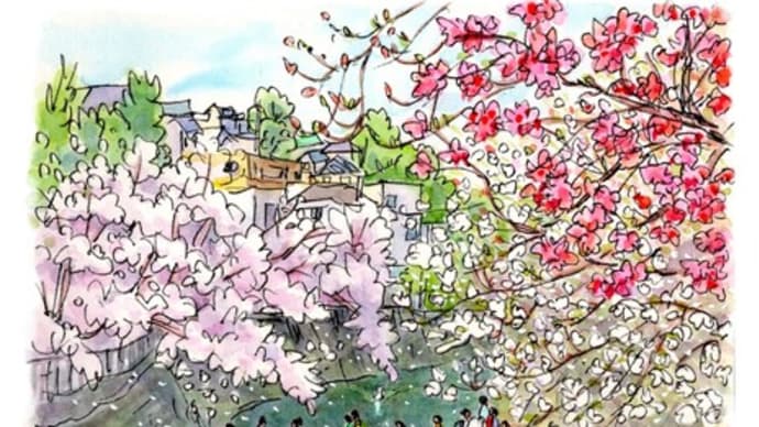 お花見客で賑わう大岡川、モクレンの咲く舞岡公園の池