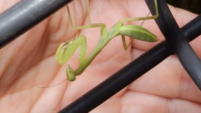 ハラビロカマキリ幼虫20190804