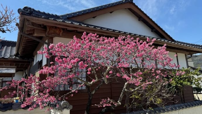 緋寒桜八分咲き