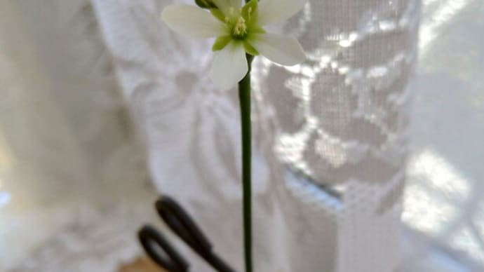 ハエトリソウの3個目の花