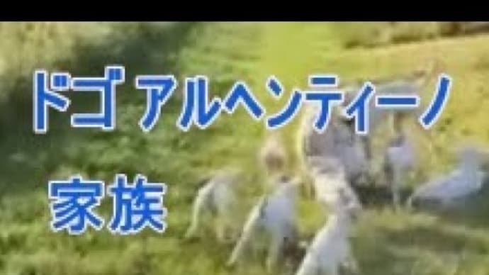 群れて遊ぶドゴアルヘンティーノの親子をご覧ください。白い犬