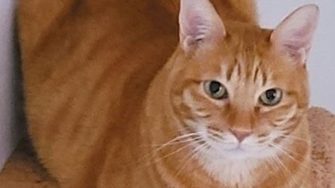 色違いのフクロウ😺