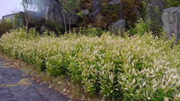 オカメザサ 阿亀笹 Peaの植物図鑑 オカメザサ 阿亀笹 Peaの植物図鑑