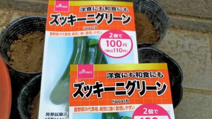 ズッキーニの種を蒔きました