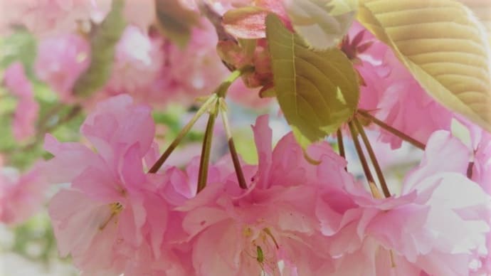 八重桜。ダリア。
