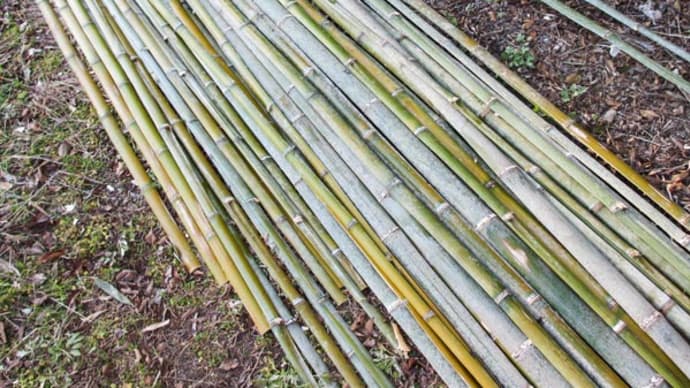 竹を枯らすなら、 １m切り。