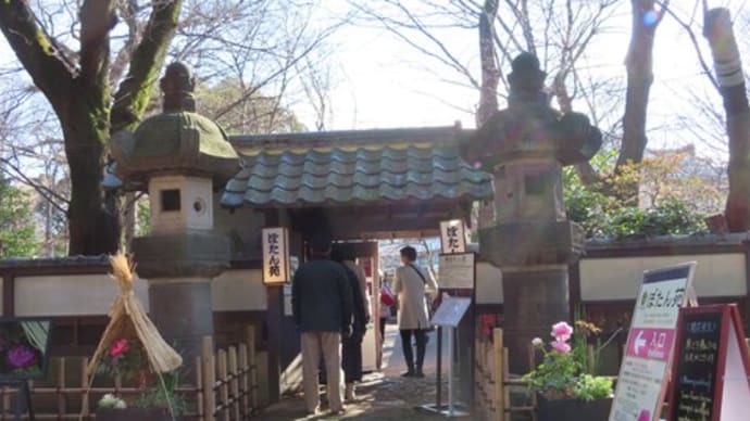 花散歩・上野東照宮牡丹園 ②