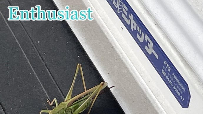 Grasshopper