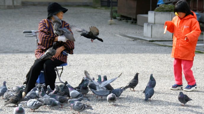 光と影~東寺で生きていた猫たち 平和の象徴と言われているハトも…