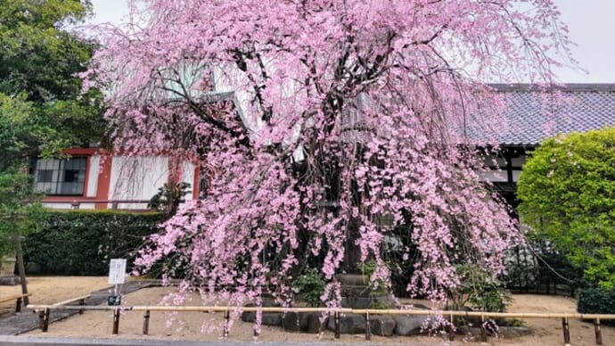 諏訪山吉祥寺の桜（その2）