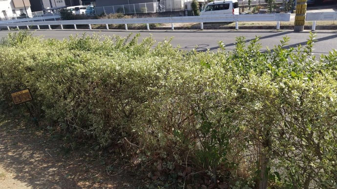 【運動公園の木25】ヨウシュイボタノキ