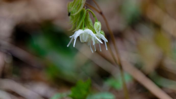 湖西の里山散策　３　トキワイカリソウほか