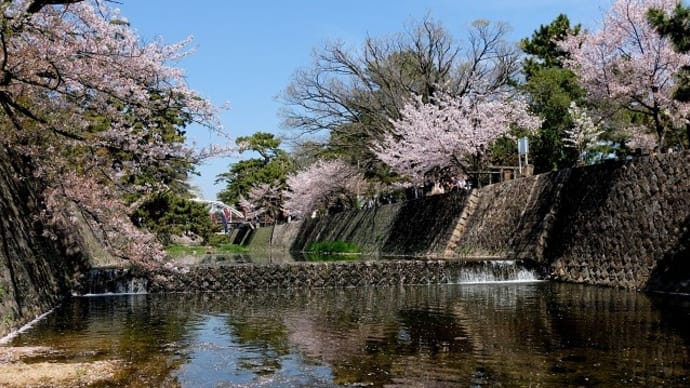 桜の夙川公園と橋梁を渡るJR東海道本線、阪急電鉄甲陽線の列車