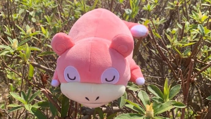 20250313 ぽむとヤドン