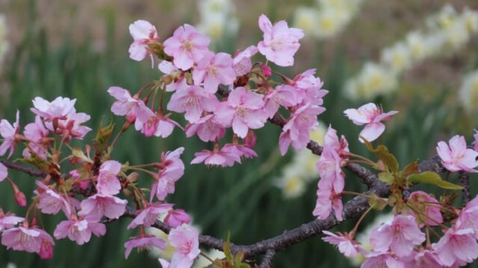 早咲き桜のピンクに囲まれて～宇治市植物公園2024/3上旬（2）