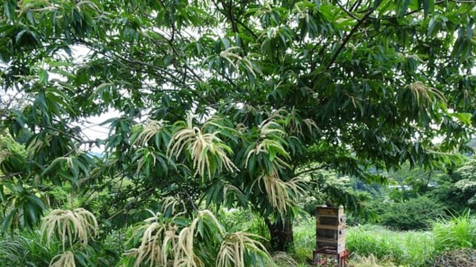 栗の木の花とハチミツ巣箱