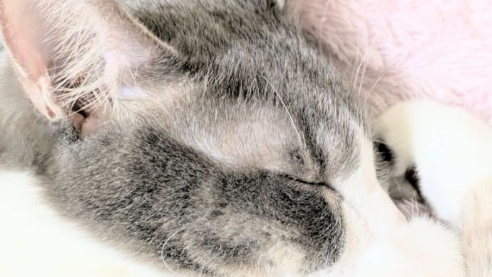 末っ子コレクション⑥