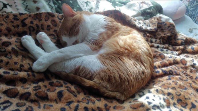 猫を保護して1年経ちました