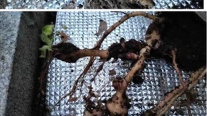 ツルムラサキの花壇畑はネコブセンチュウの症状