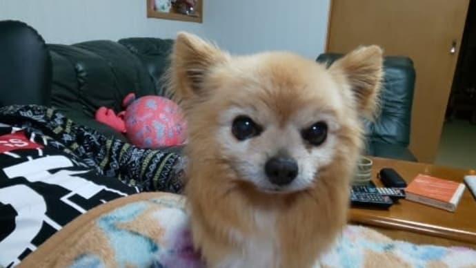 膵炎の治療を始めて3日目🐶