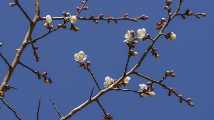 花咲く季節