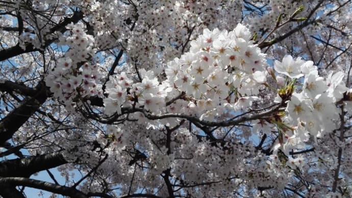 桜の花びらに思う今と昔