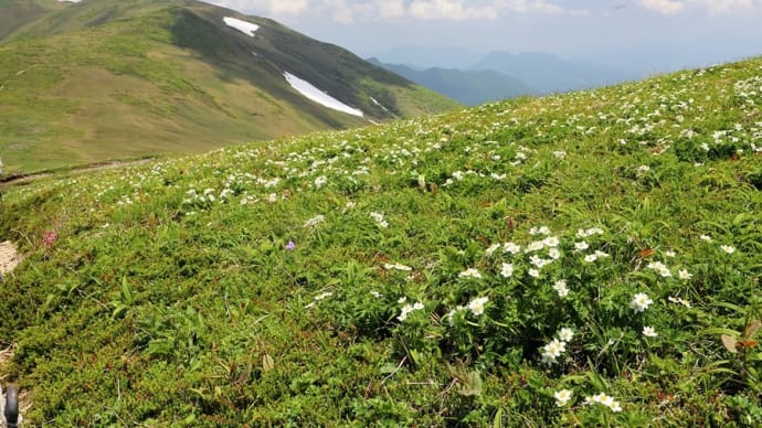 念願の花の山 平標山 #2
