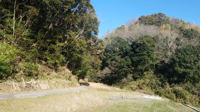 今日も伐採作業です。